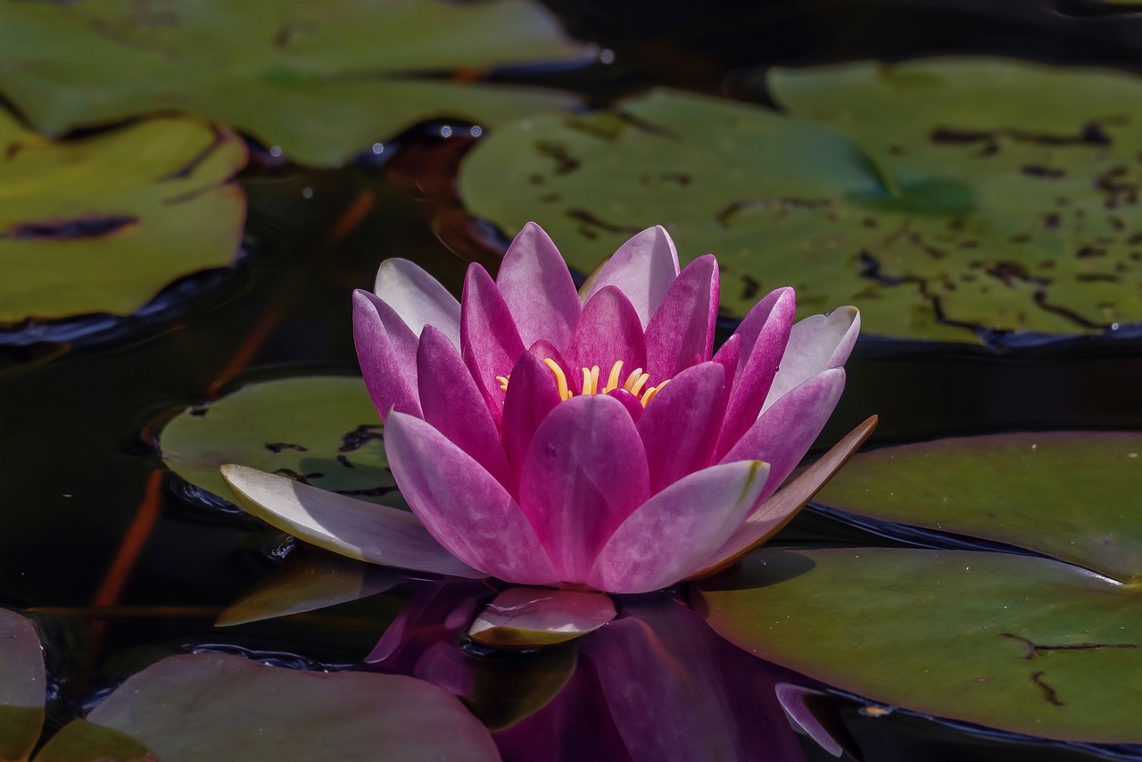 water lily, aquatic plant, water flower-5378226.jpg