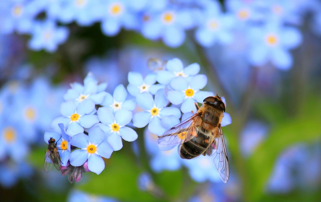 bee, beautiful flowers, insects-257176.jpg