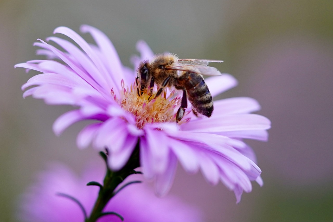 bee, insect, flower-5618012.jpg