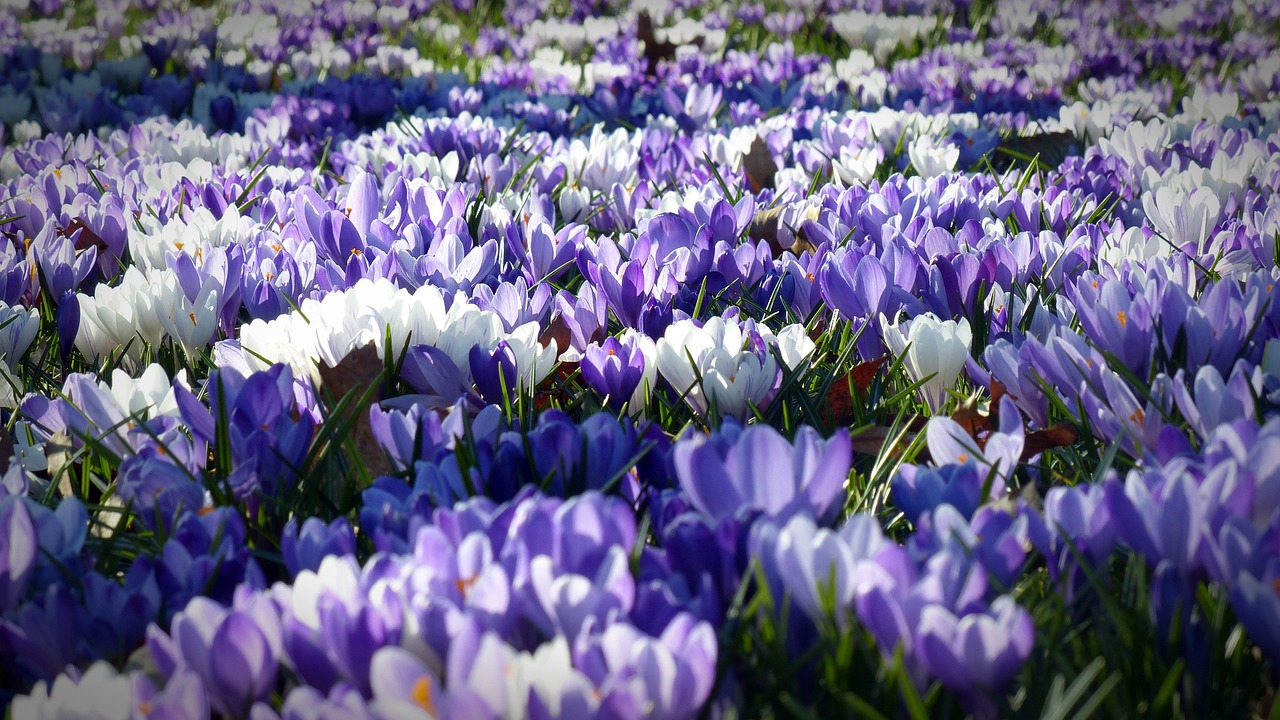 crocus, flowers, flower background-1261310.jpg