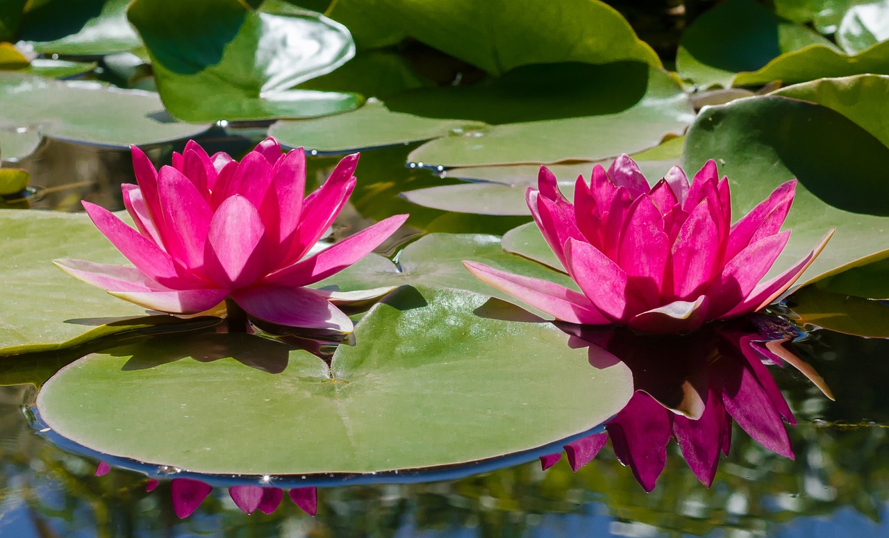 lily, water, pink-943252.jpg