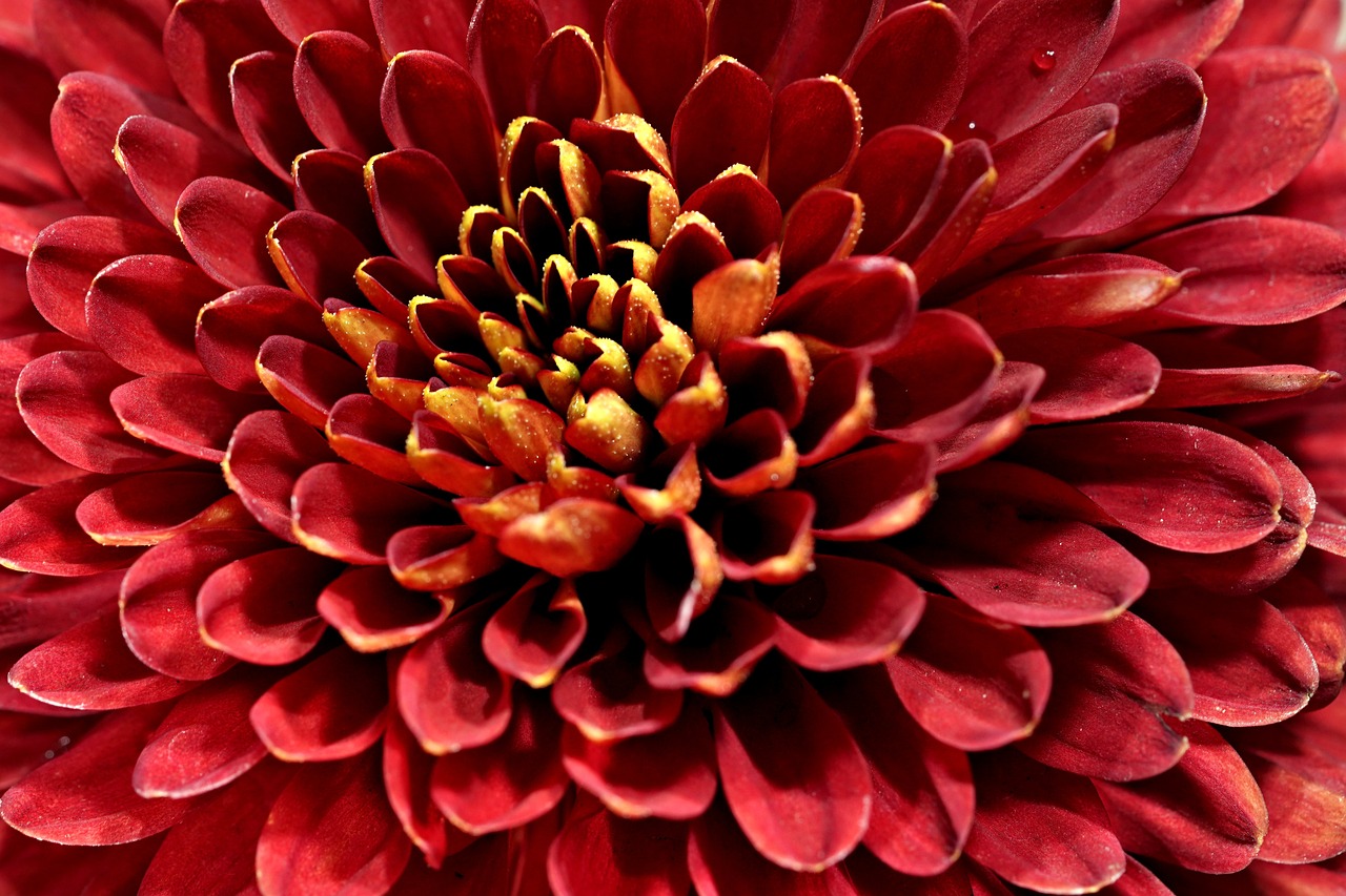 chrysanthemum, beautiful flowers, red-8599121.jpg