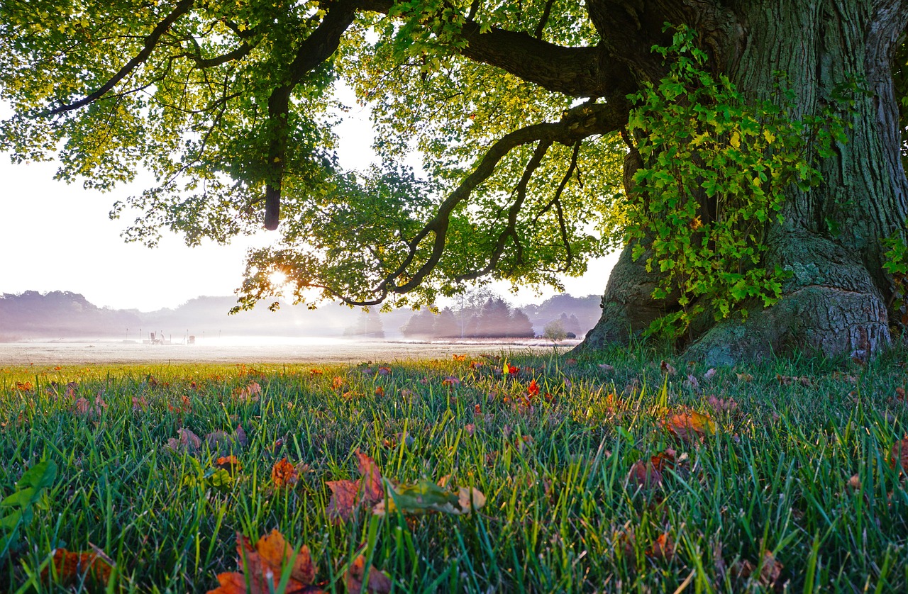 grass, tree, nature-4339191.jpg