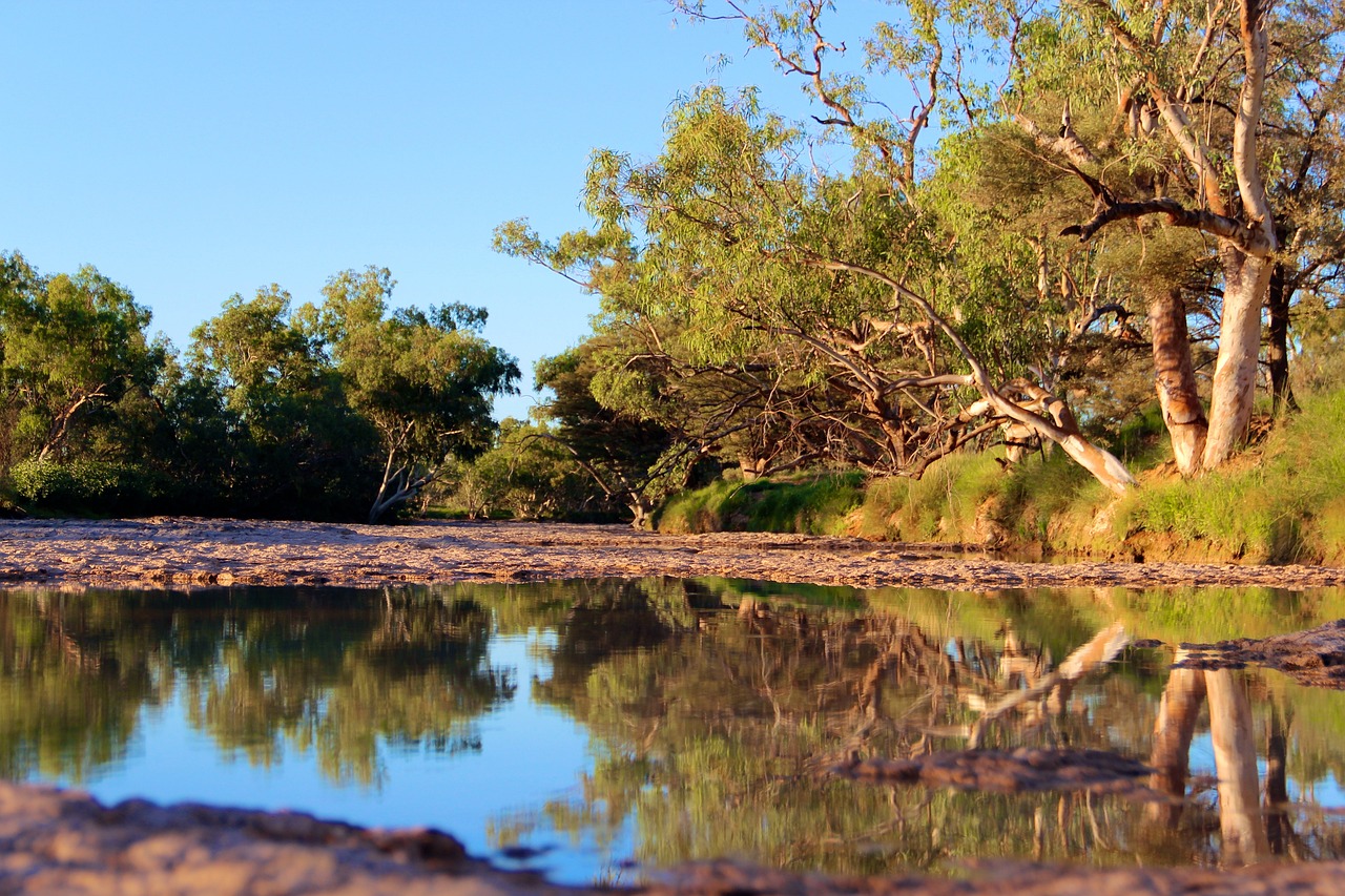 reflection, bush, australia-4248142.jpg