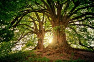 Two Brown Trees