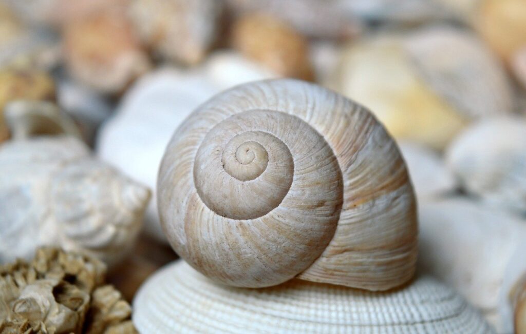shellfish, mollusc, scallop, shell spiral, crustaceans, sleeve, nature, maritime, summer, vacation, to travel, texture, aquatic animals, coast, spiral, shell, hd background, sea animals, nature background, mussels, snail shells