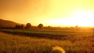A serene sunrise illuminating a green farmland landscape, capturing the beauty of nature.