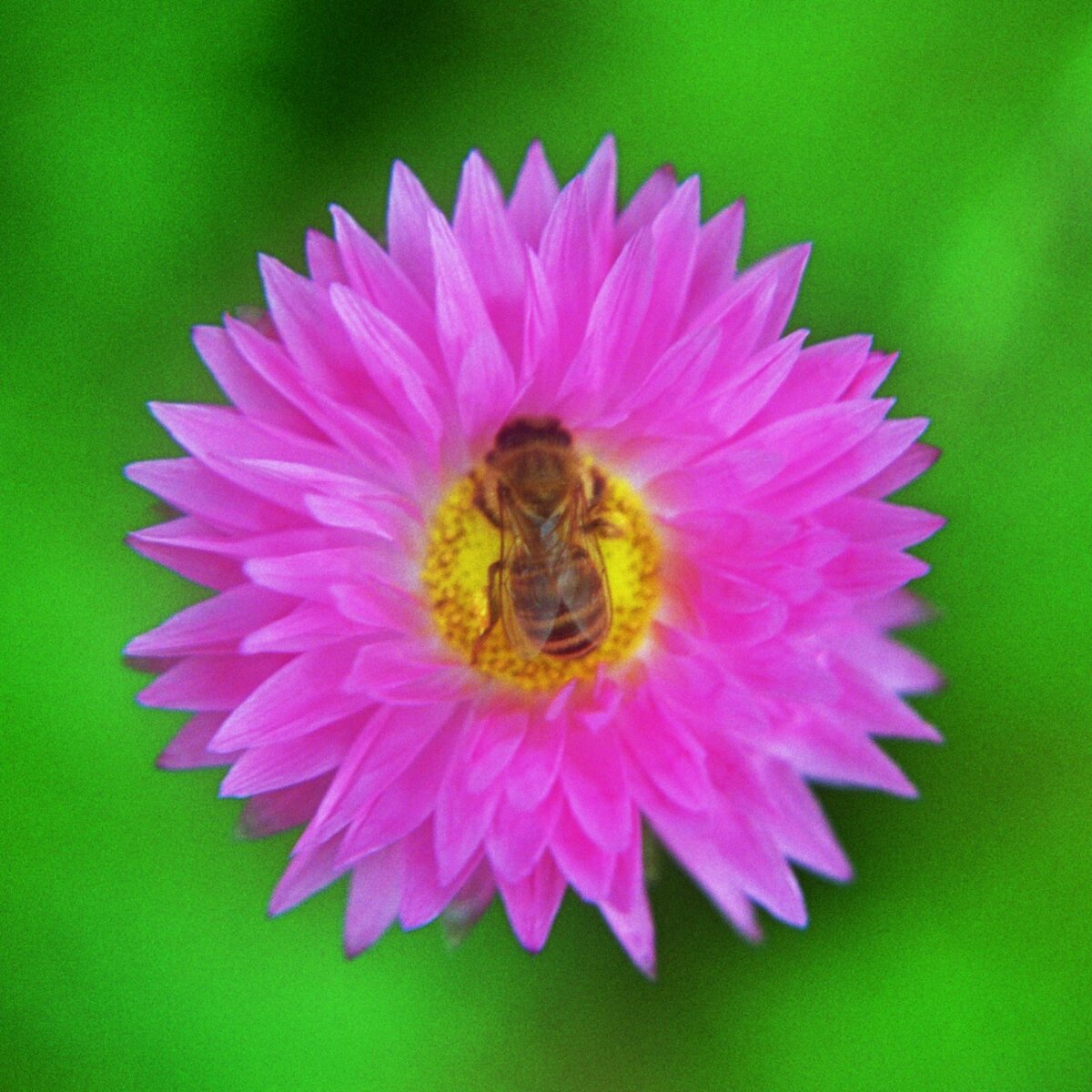bee-flower